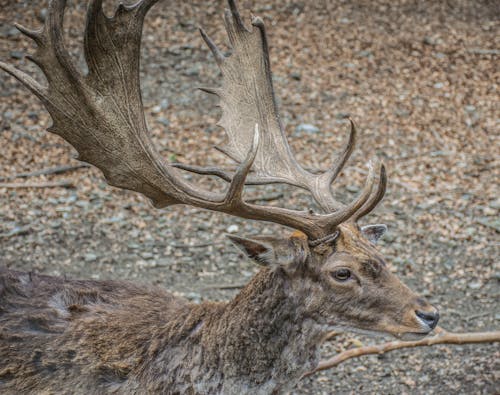 Free stock photo of animal photography, deer