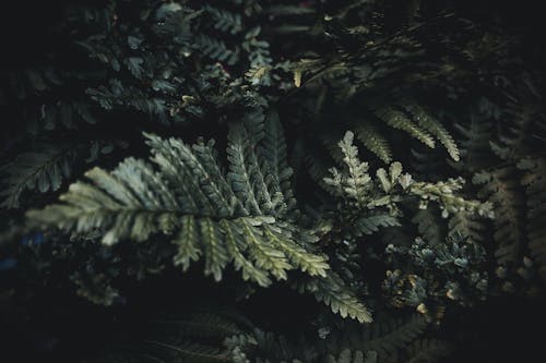 Green Fern Leaves in Close Up Photography