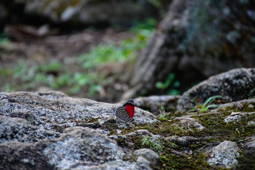 Free stock photo of butterfly