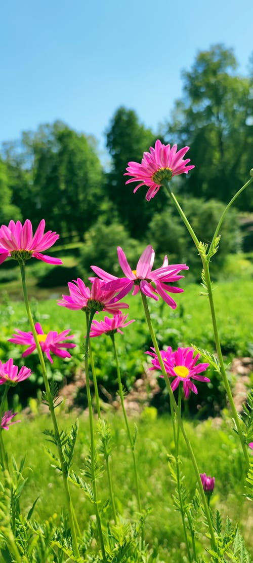 Free stock photo of flowers, pink flowers, plants Stock Photo