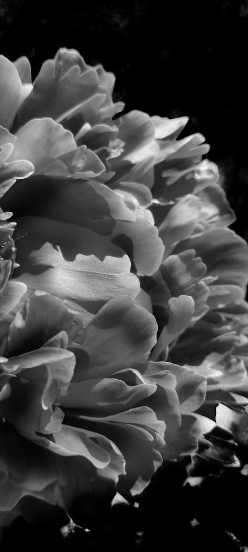 Free stock photo of bw photography, close up view, flower Stock Photo