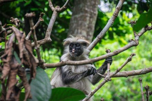 Free stock photo of animal photography, monkey