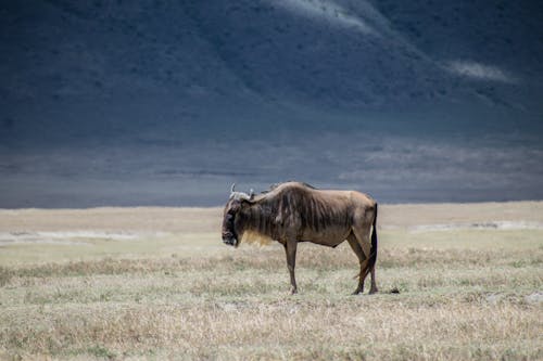 Brown Animal with Horns on Brown Grass Field