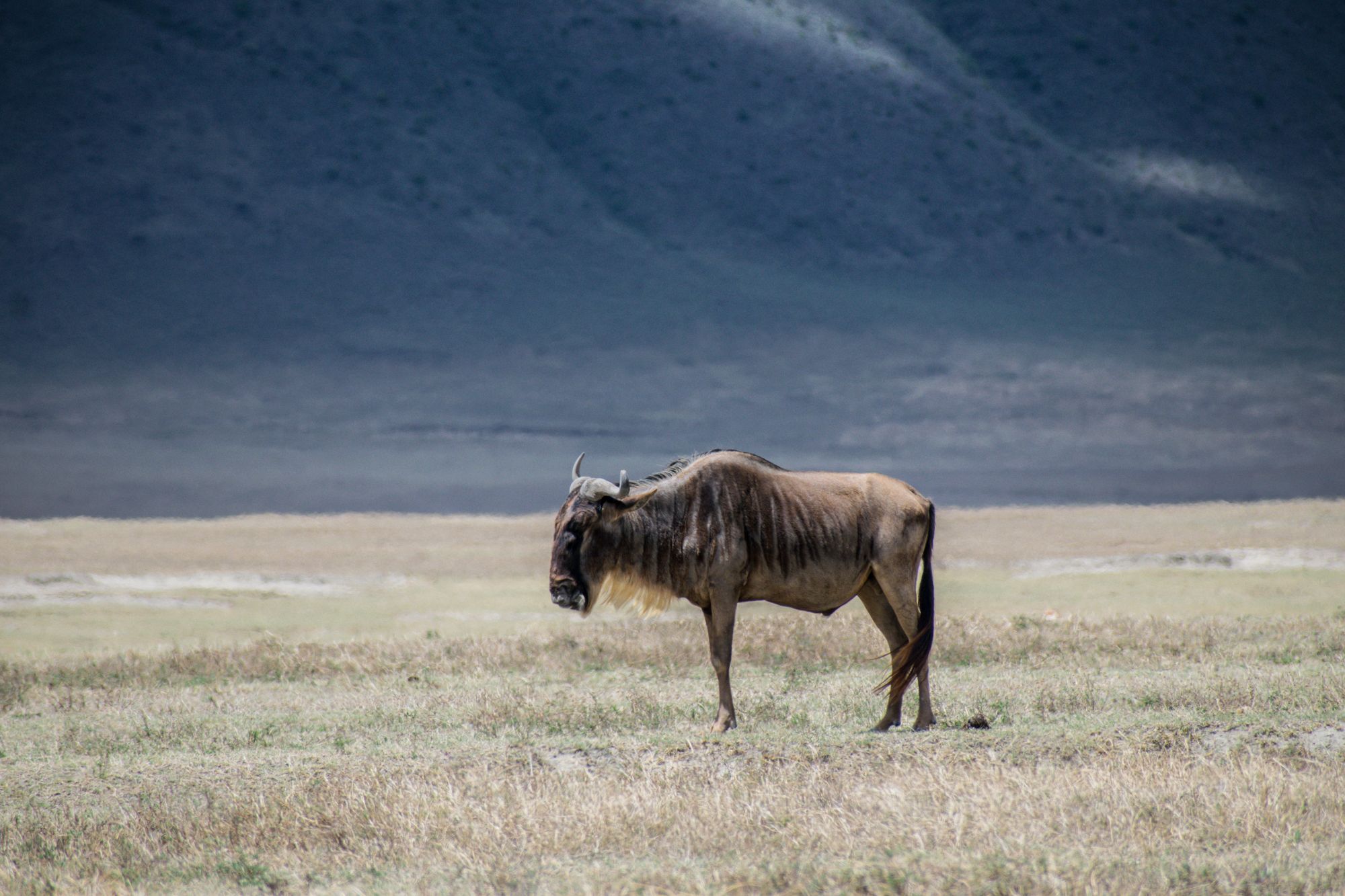 Tanzania Calving Season Safari