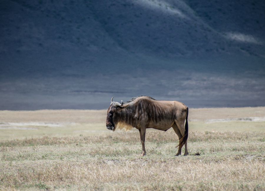A solitary wildebeest stands in the vast Serengeti grasslands, captured in natural daylight.