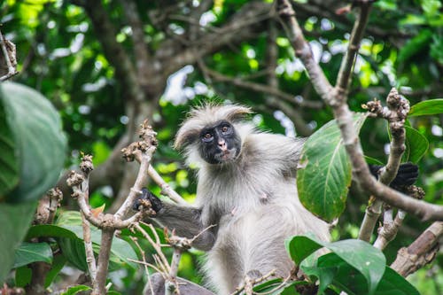 White and Black Monkey on Tree Branch