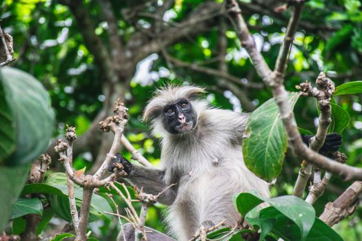 Jozani forest red colobus monkeys — Zanzibar