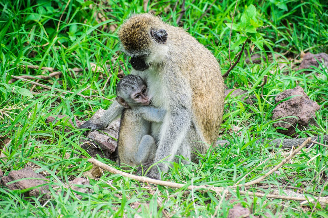 Brown Monkey with Baby on Green Grass