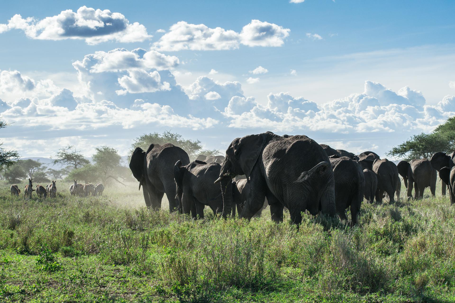 A herd of African elephants (Loxodonta africana) roaming the Tanzanian savannah under a bright sky.