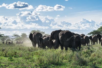 Herd of elephants walking on green grass field