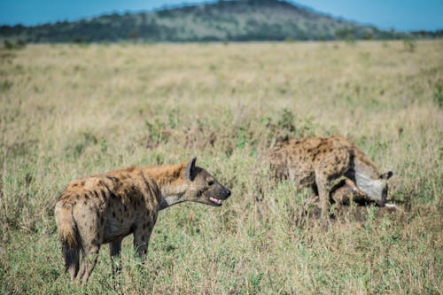 Ingyenes stockfotó állatfotók, hiéna, tanzania témában