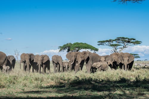 Free stock photo of african elephant, animal photography, elephant