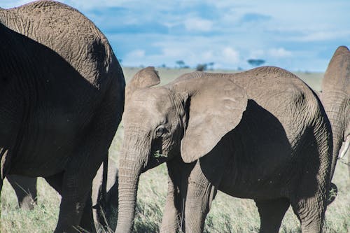 Free stock photo of african elephant, animal photography, elephant