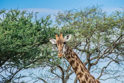 Free stock photo of animal photography, eating, giraffe