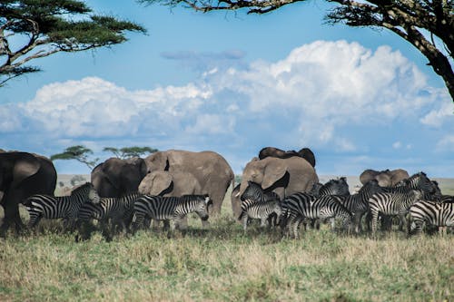 Zebras and Elephants on Grass Field