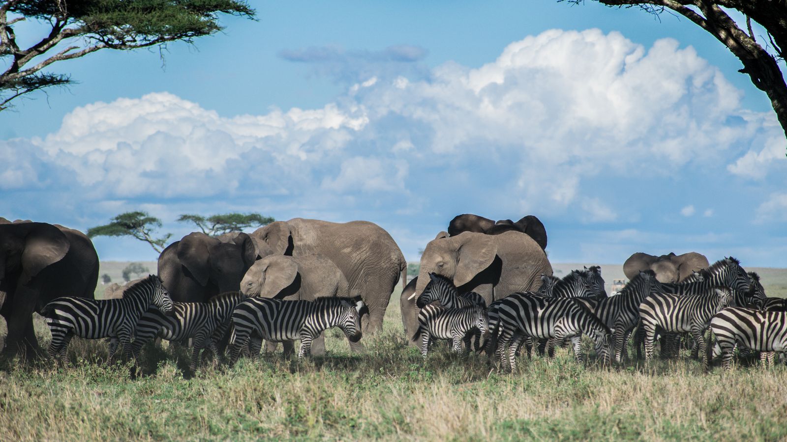 Zebras and elephants on grass field, Tanzania