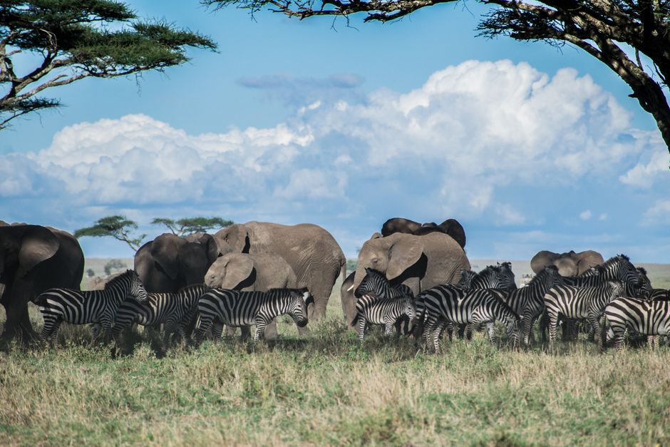Elephants and zebras grazing together under a blue sky in Serengeti, Tanzania.