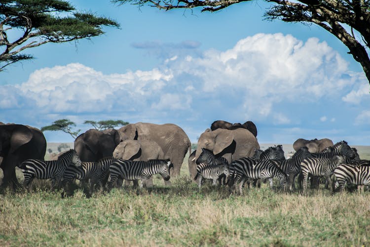 Zebras And Elephants On Grass Field