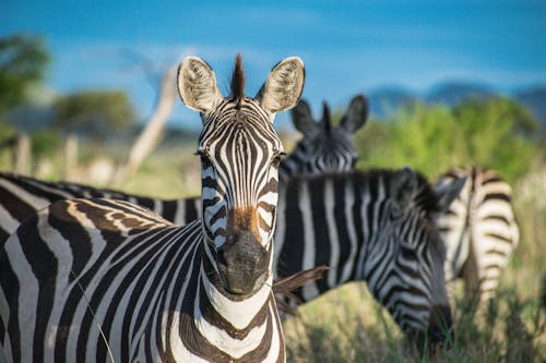 Free Black and White Stripes of Zebra  Stock Photo