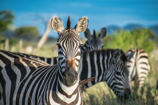 Serengeti National Park, Tanzania photo 17