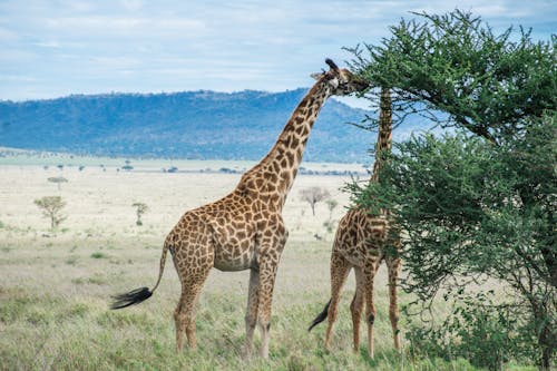 Ingyenes stockfotó állatfotók, természetfotózás, zsiráf témában