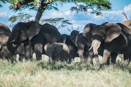 Free stock photo of african elephant, animal photography, elephant