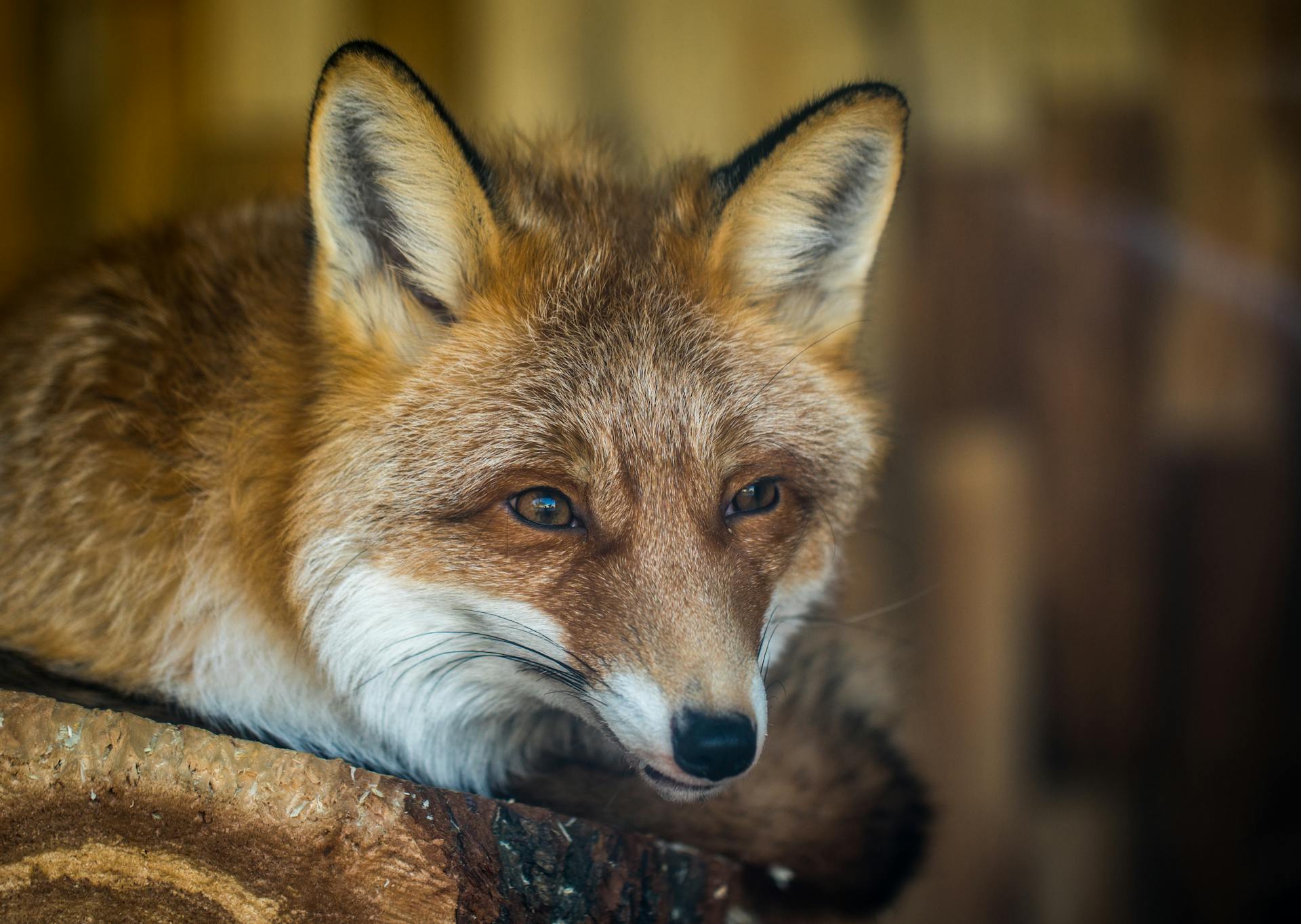 Un renard sur une planche de bois brun