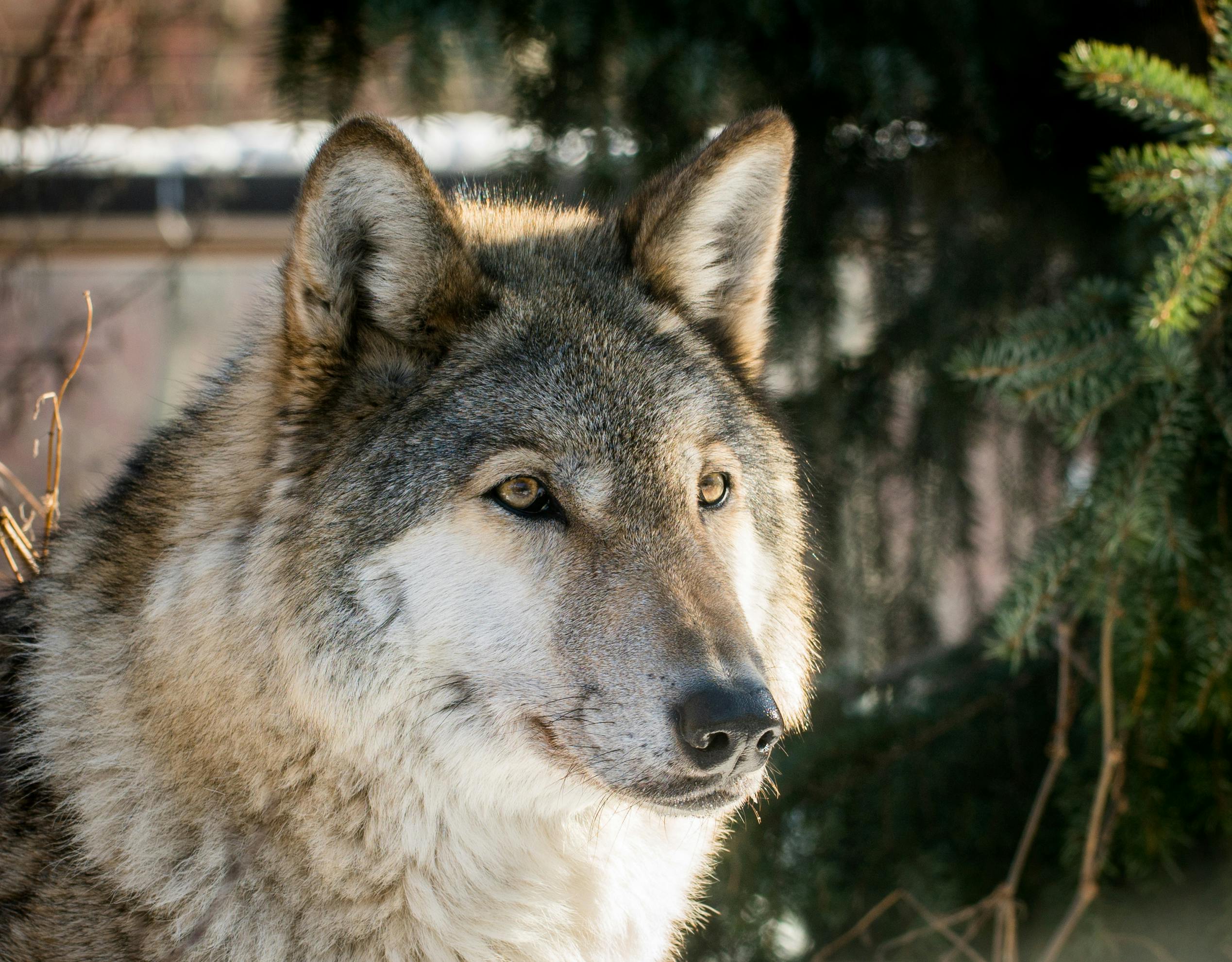 50+ Breathtaking Wolf Photos · Pexels · Free Stock Photos