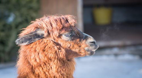 Imagine de stoc gratuită din a închide, animal, animal sălbatic