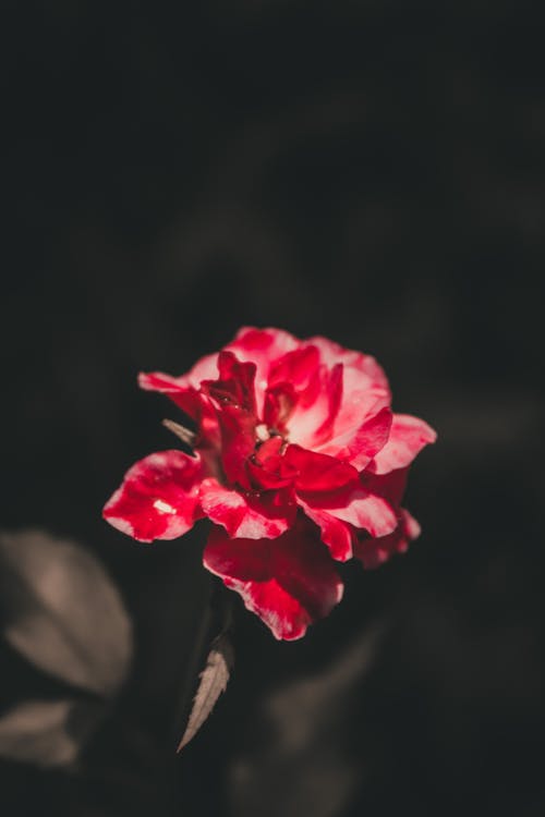 Δωρεάν στοκ φωτογραφιών με όμορφο λουλούδι, τριαντάφυλλα κήπου