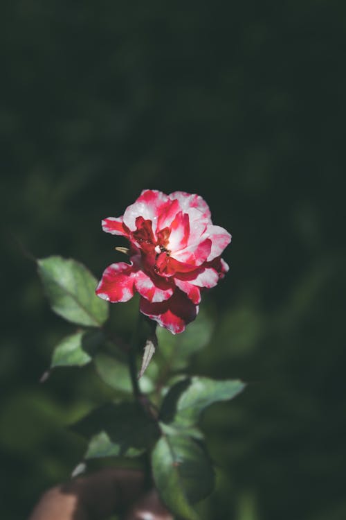 Free stock photo of beautiful flower