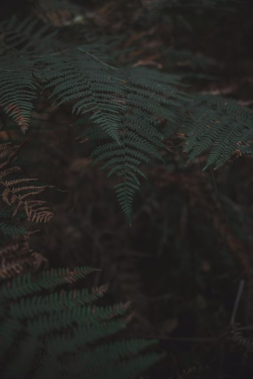 Free A close-up shot featuring the intricate patterns of fern leaves in a dimly lit forest setting. Stock Photo