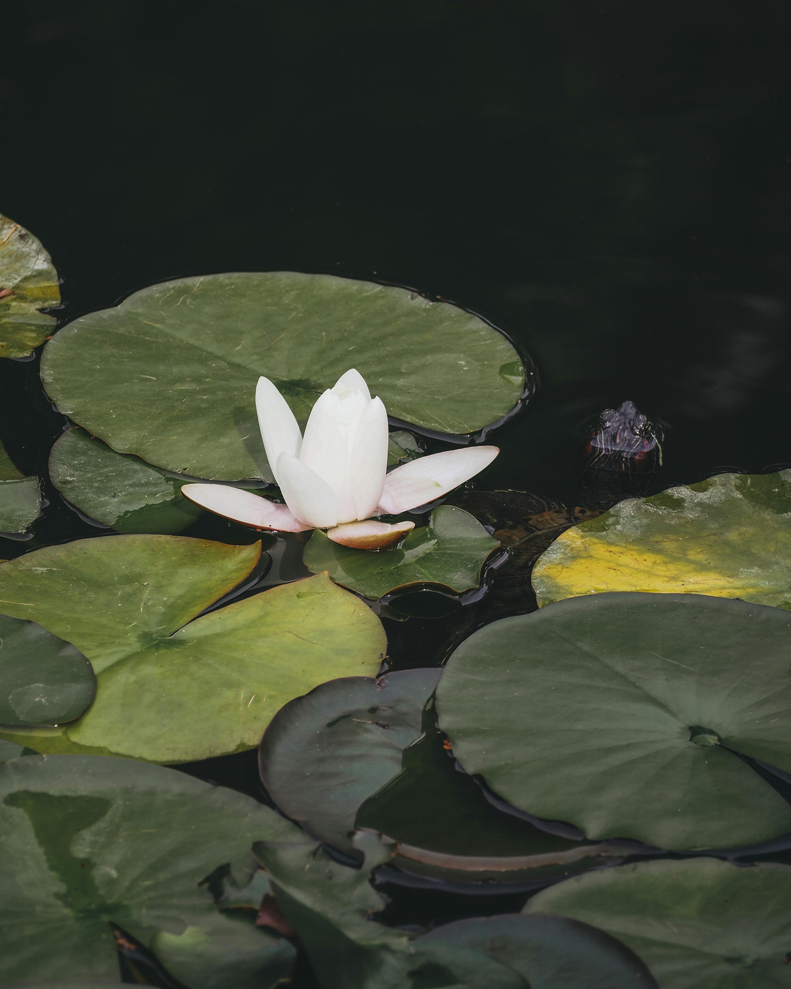 A beautiful white lotus flower blooming amidst green leaves on a tranquil pond.