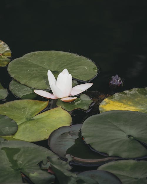 Free A White Lotus Flower Floating on Water Stock Photo