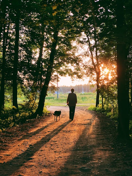 A Person Walking a Dog on Pathway in the Middle of Trees