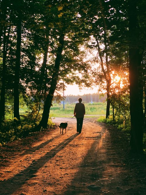 Free A person and a dog walking on a forest pathway during sunset, creating a serene natural scene. Stock Photo