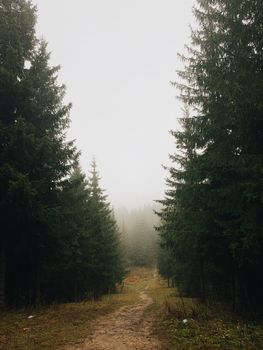 A foggy forest path in Vilnius, creating a mysterious and serene atmosphere.