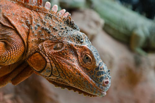 Selective Focus Photography of Iguana