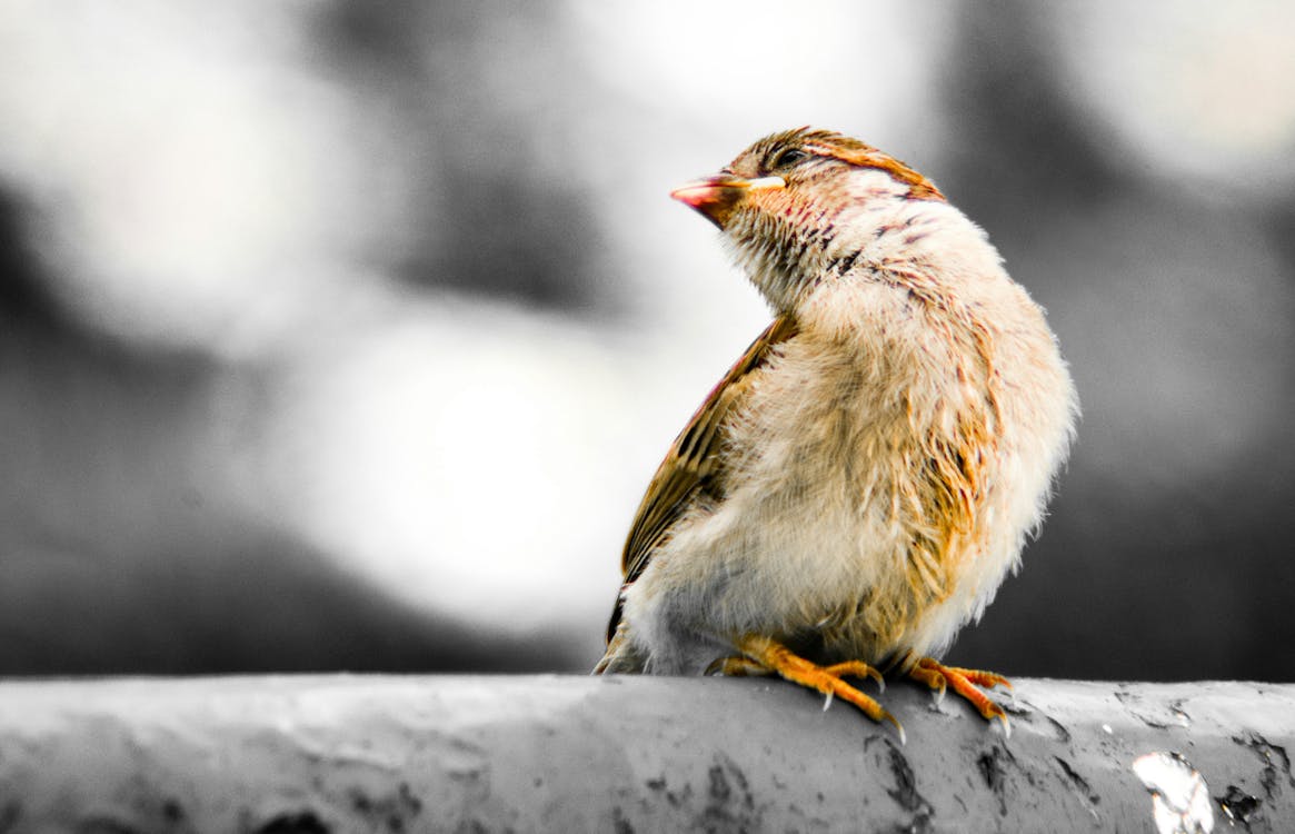 Close-up Photography of Brown Bird