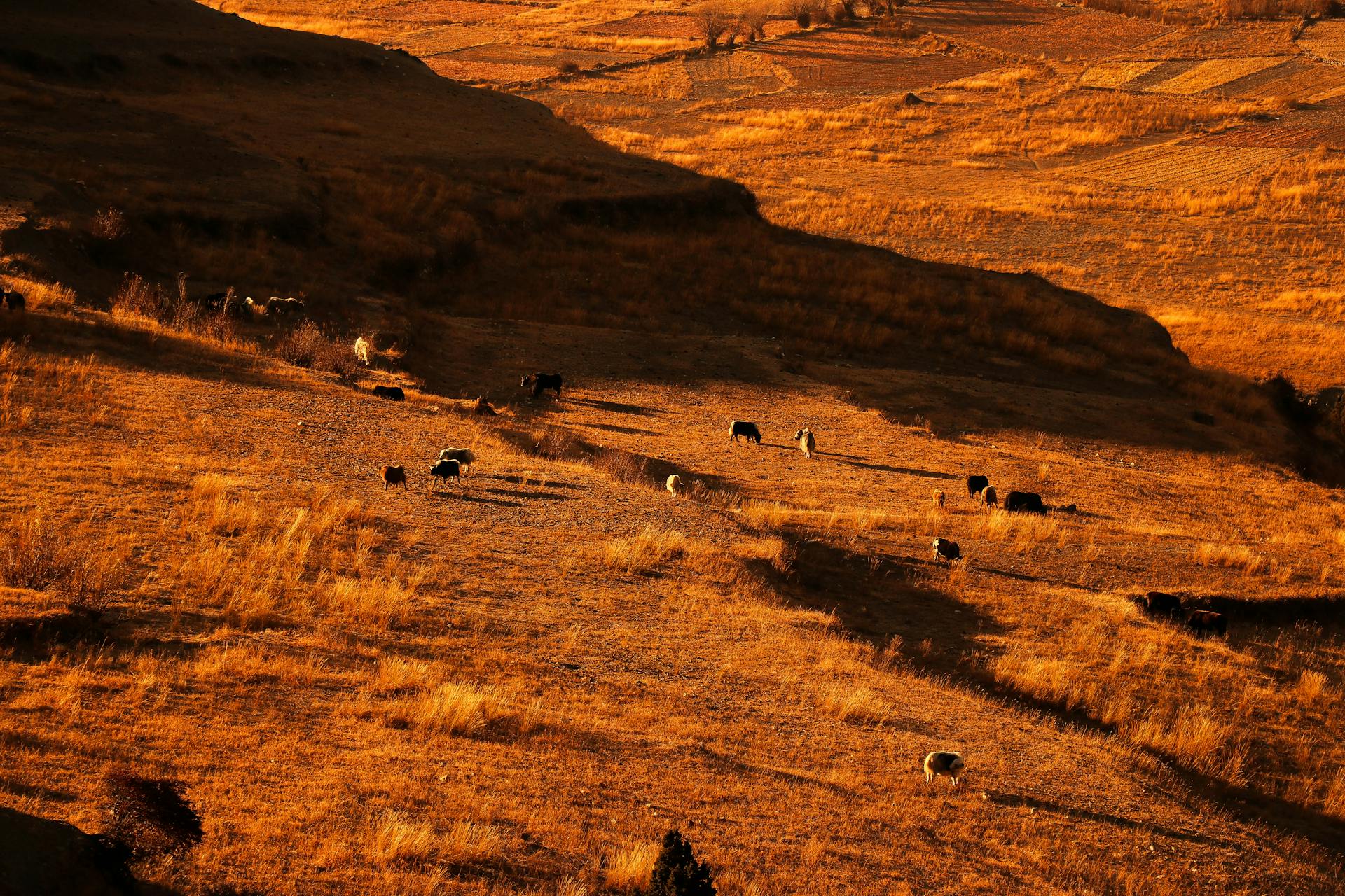 Serene golden fields in Manang, Nepal with cattle grazing under warm daylight.