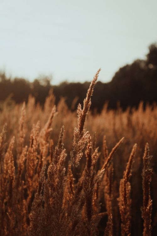 Free Explore a serene meadow bathed in golden hues during sunset, evoking a warm and calming mood. Stock Photo