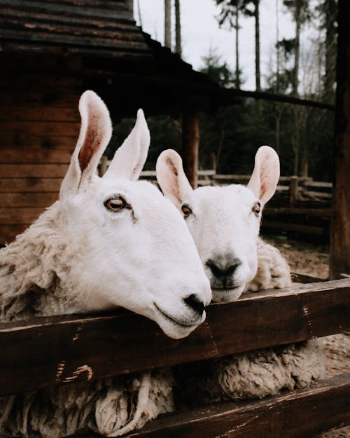 Two White Sheep Near a Wooden Fence