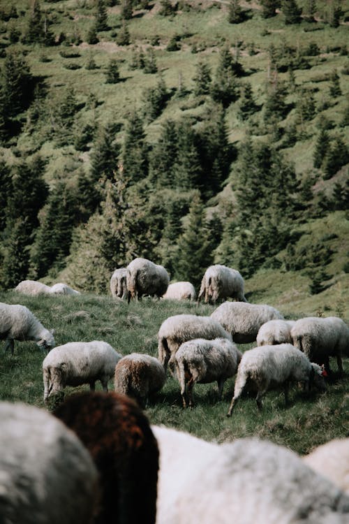 Flock of Sheep Grazing in an Alpine Pasture