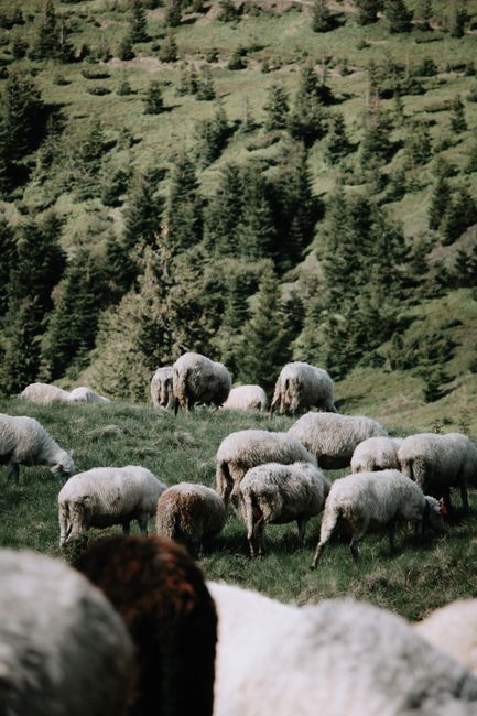 A peaceful flock of sheep grazing on a lush green hillside surrounded by forested terrain.