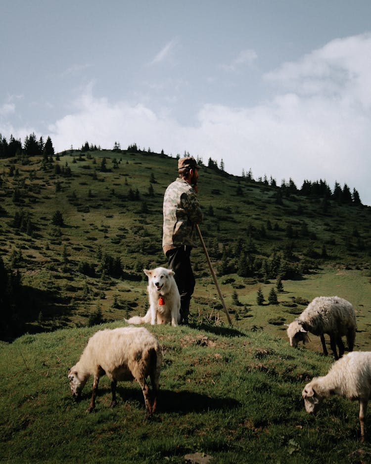 Shepherd With A Dog On A Field Among Sheep 