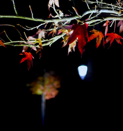 คลังภาพถ่ายฟรี ของ กลางคืน, ฤดูหนาว, ฤดูใบไม้ร่วง