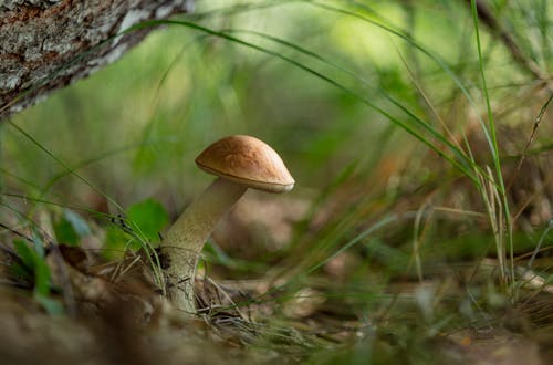 Close-up Photo of a Birch Bolete Mushroom
