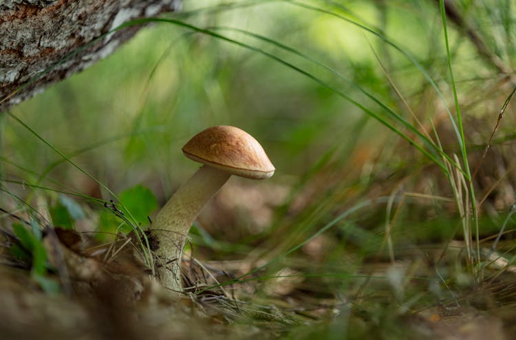 Close-up Photo Of A Birch Bolete Mushroom
