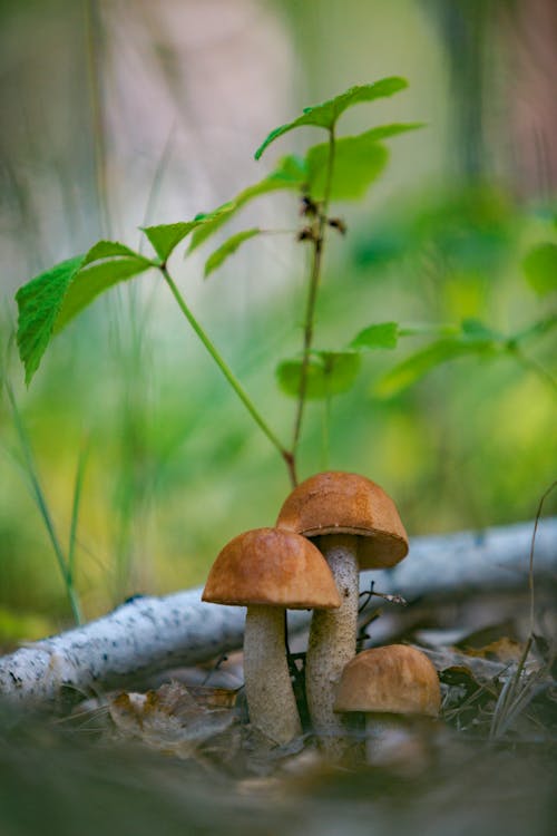 Free Close Up Photo of Mushrooms Beside a Plant Stock Photo
