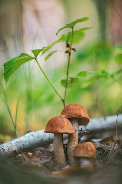 Free Mushrooms Near a Plant Stock Photo
